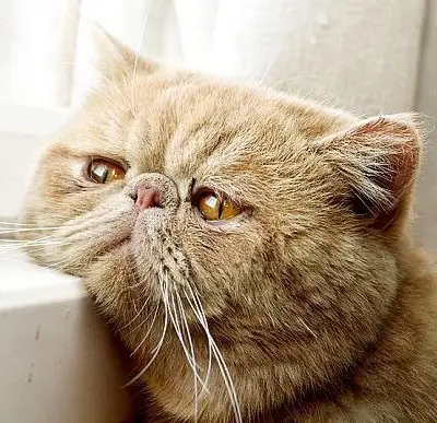 Enrico Pietrobon mascotte